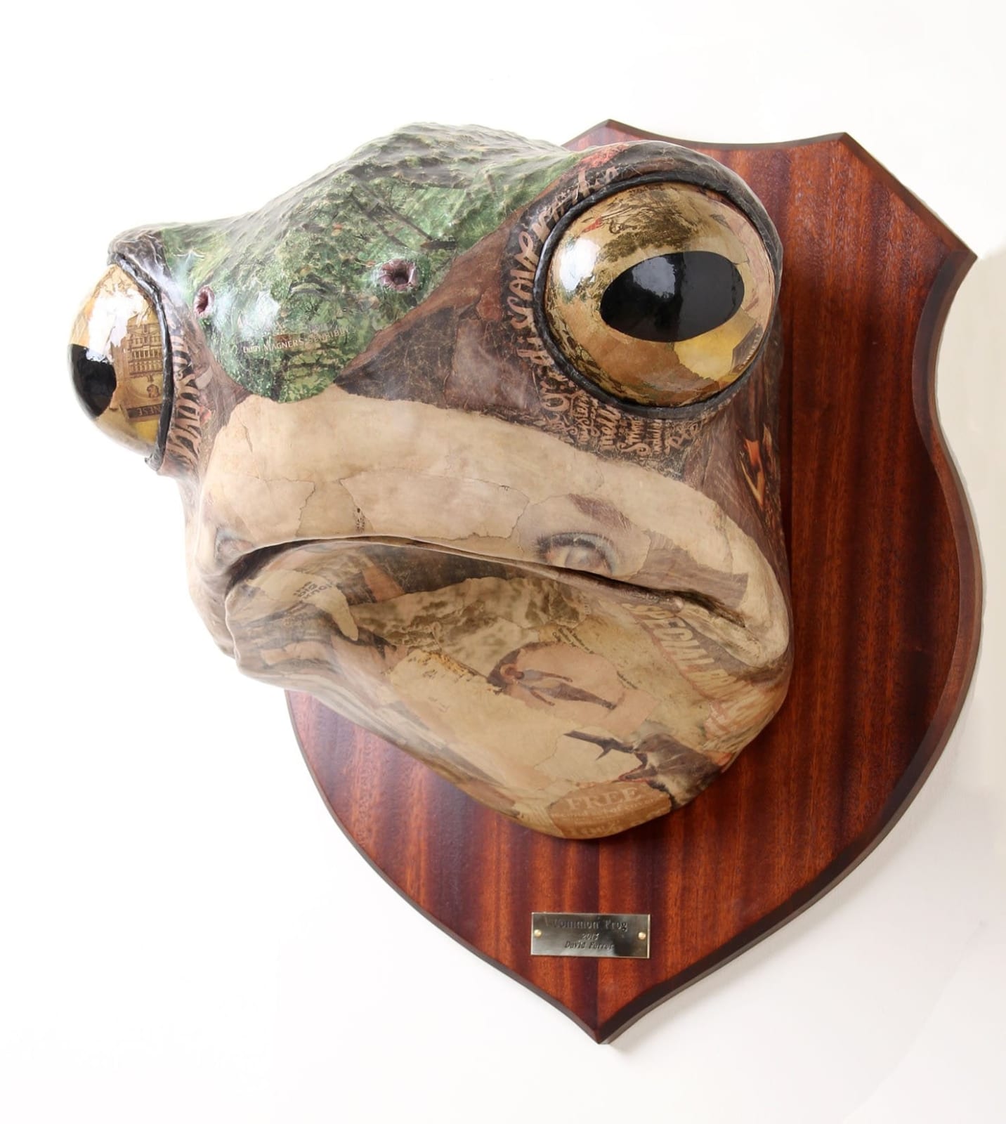 David Farrer, Common Frog, 2013
