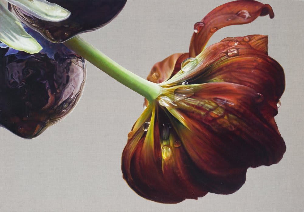 Anne Middleton, Tulipa Liliacea, 2012