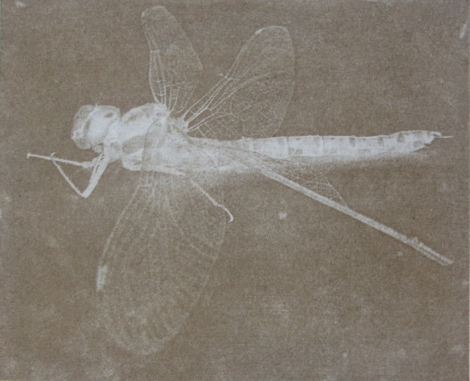 Melanie Goemans, Dragonfly, 2015