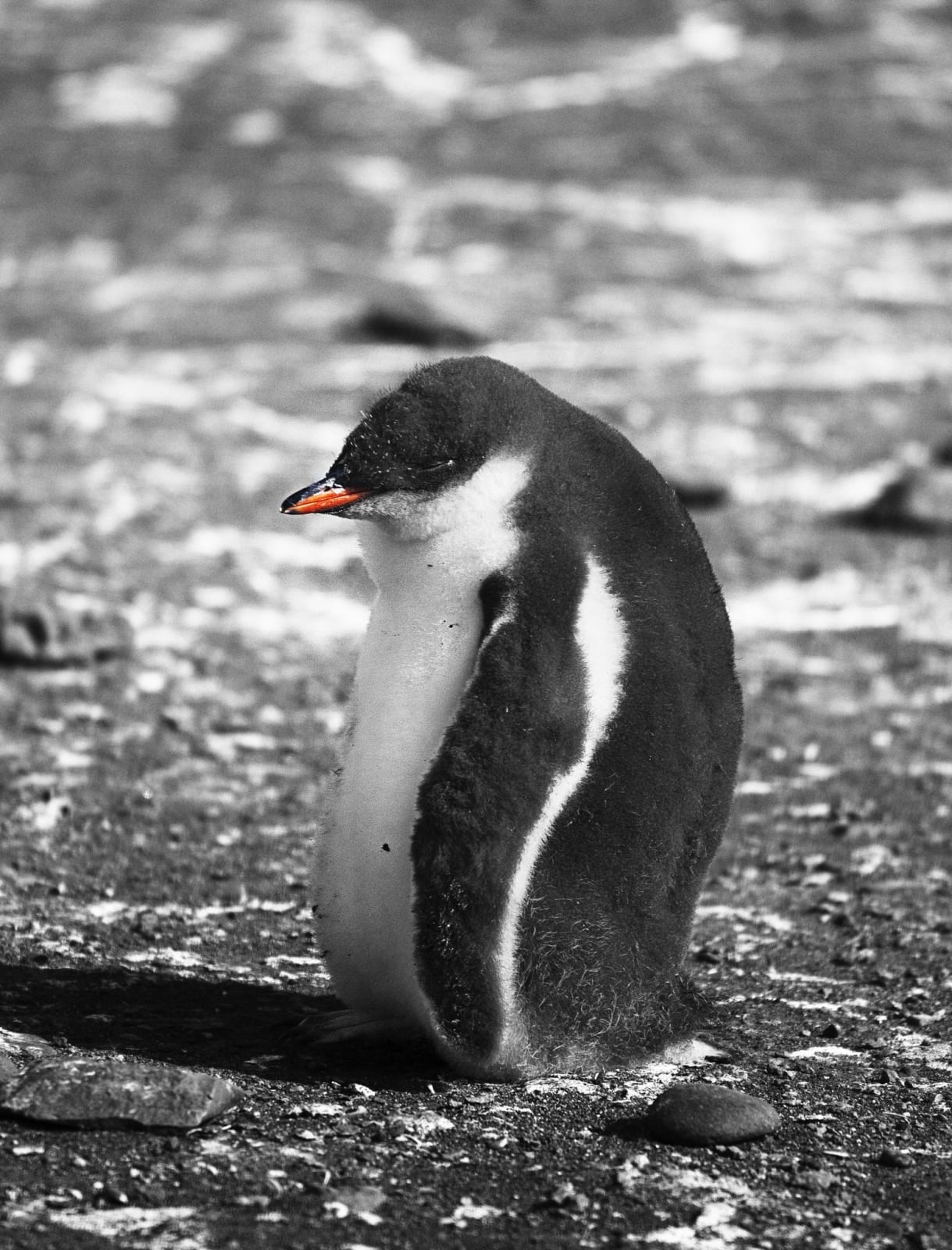 Garlinda Birkbeck, Nap Time, 2012