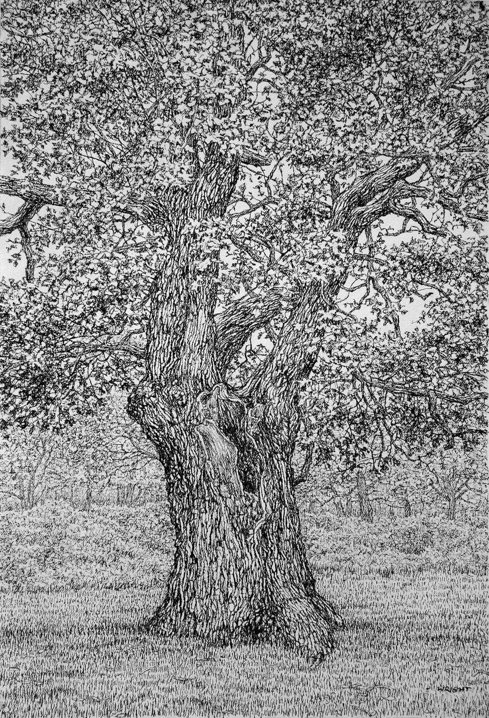 charcoal on paper by Roy Wright of a strong old oak available at Rebecca Hossack Art Gallery