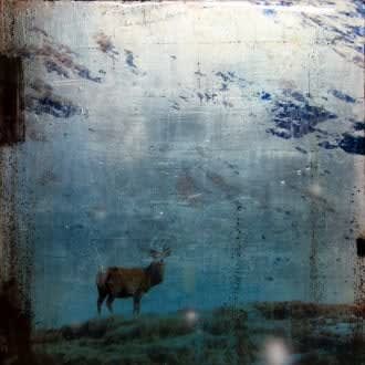 Steven Nederveen, Elusive Deer, 2012