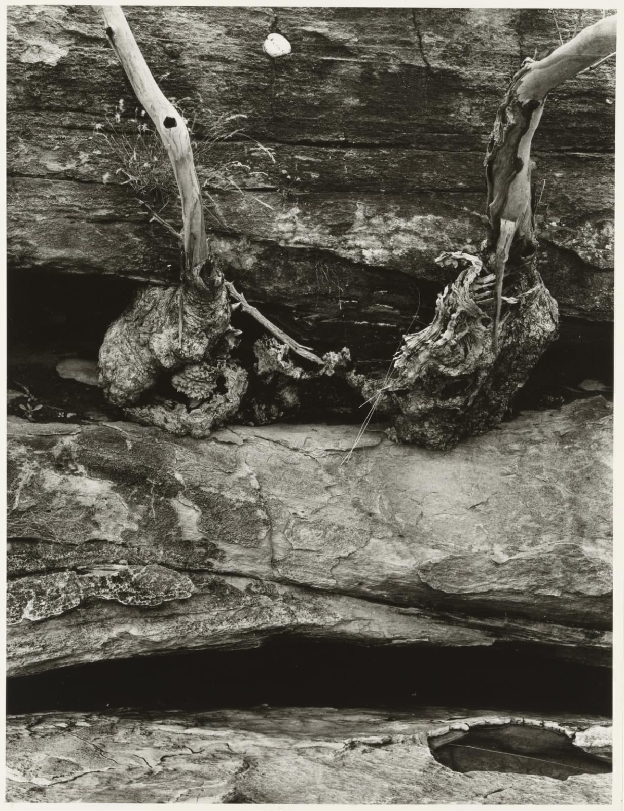 John Cato (c.1926-2011), Tree, A Journey , 1971-73