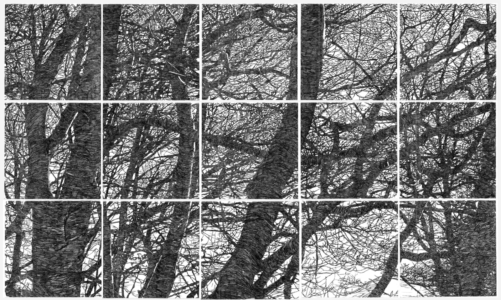 Patricia Cain, Beech Coppice II, 2017