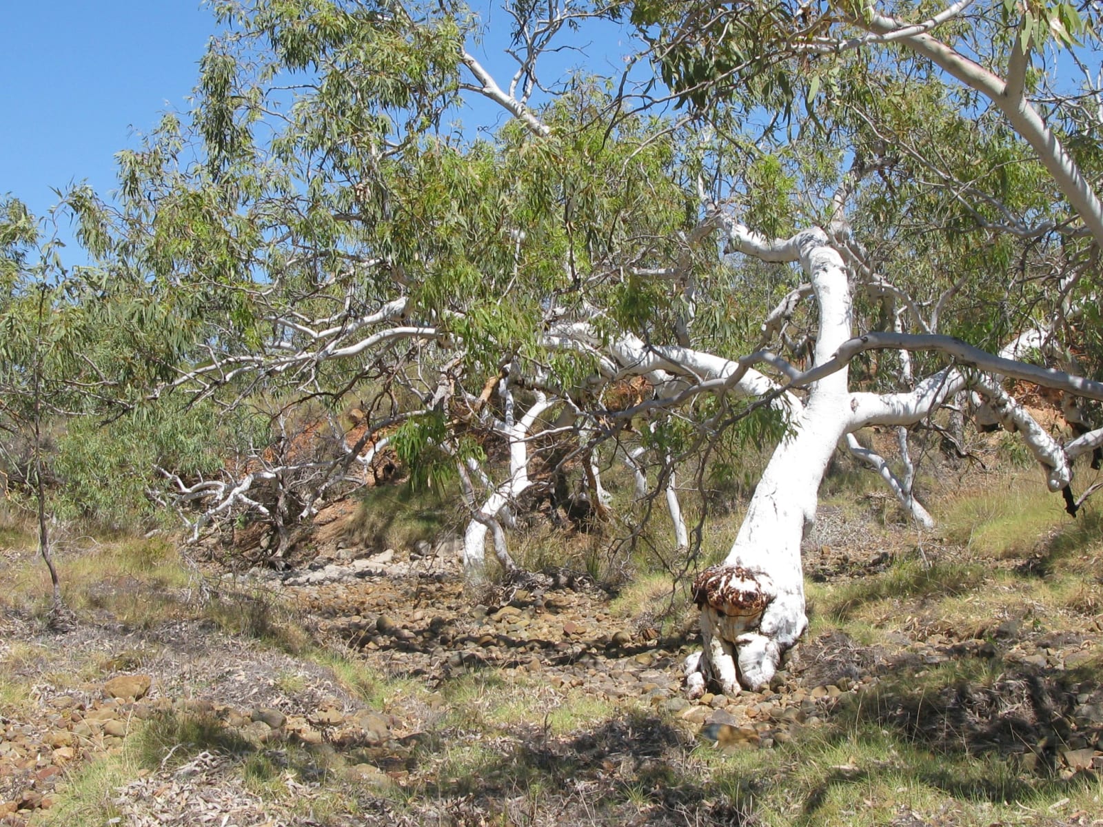 Askin (Ric) Morrison, Snappy gums (vii), 2014