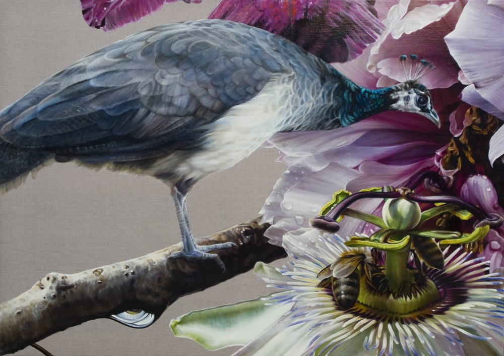 Anne Middleton, Peafowl in contemplation, 2012