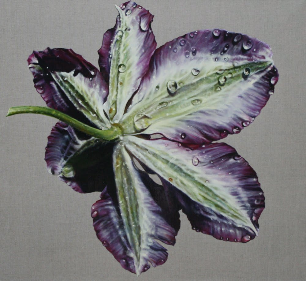 Anne Middleton, Clematis Study, 2013