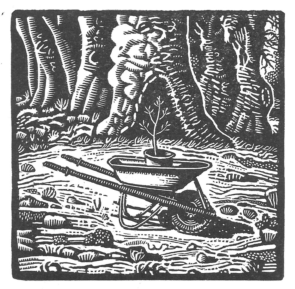 Wood engraving of a plant in a wheelbarrow by Australian printmaker David Frazer inspired by the lyrics of 