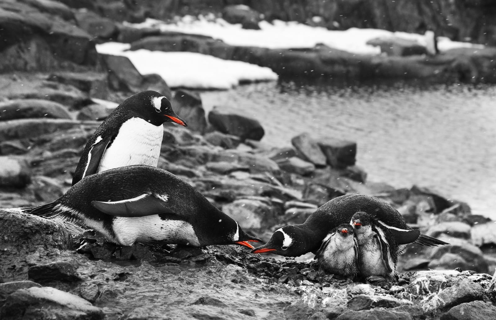 Garlinda Birkbeck, Family Dispute Continued, 2012