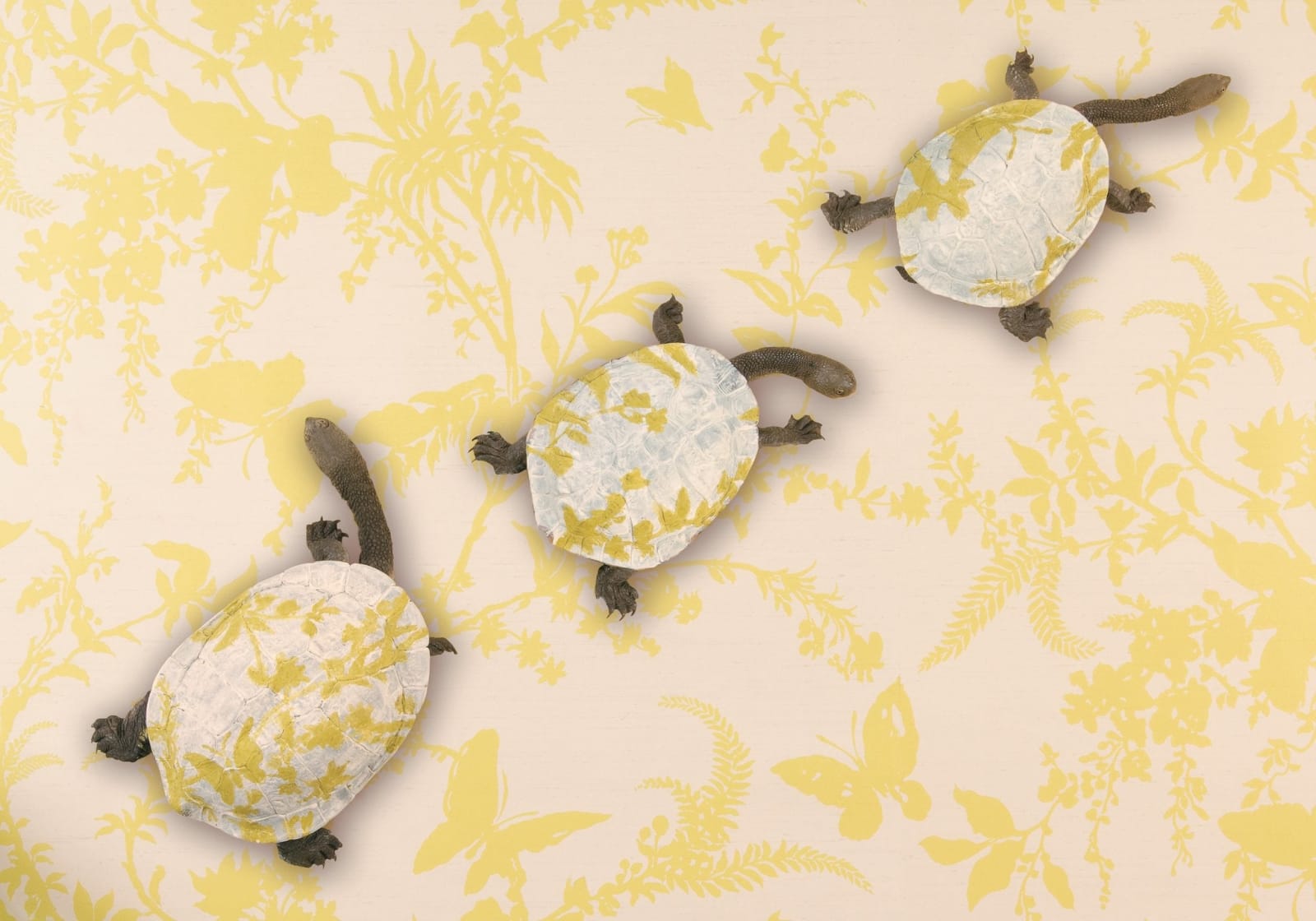 Emma Hack, Evolution Turtles, 2008