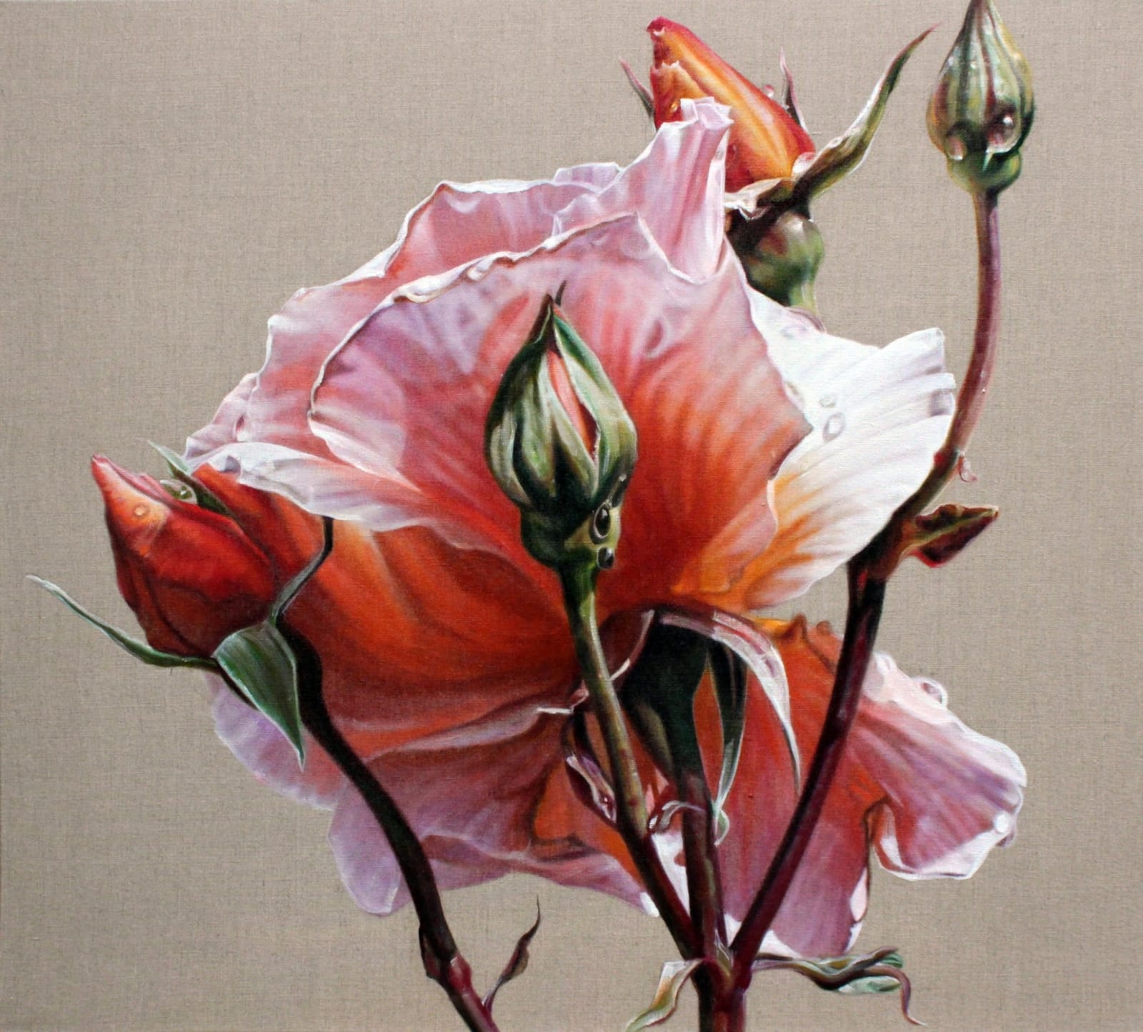 Anne Middleton, Rosa I, 2014