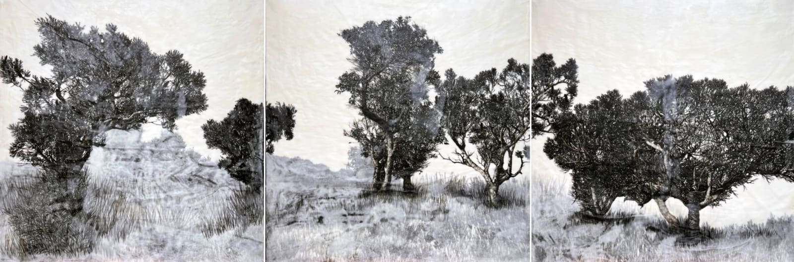 Elizabeth Edmonds, Iconic (Red flowering gum and Bull banksia)