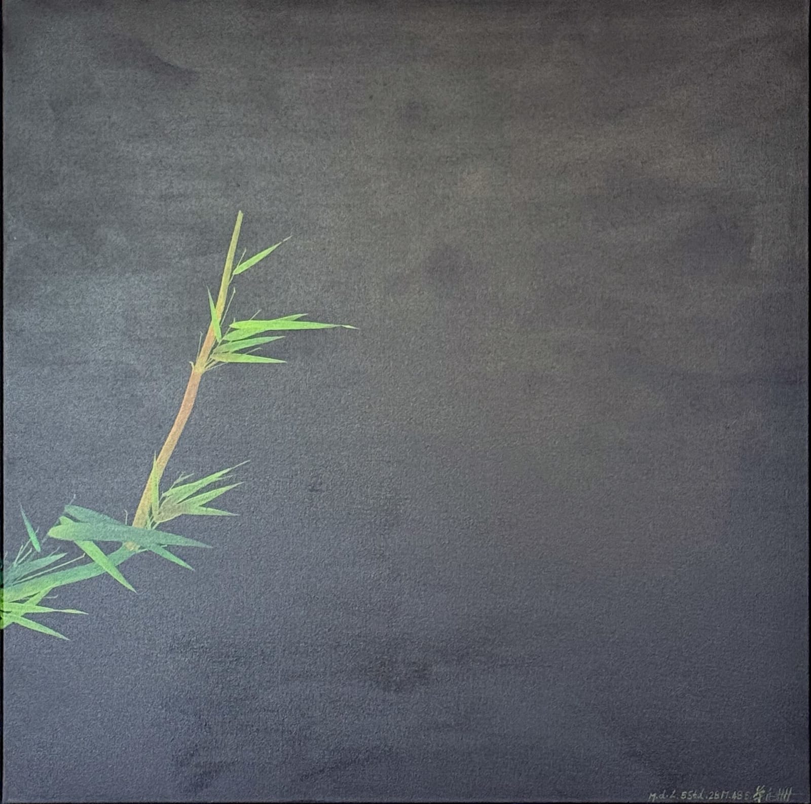 Shan Fan, Bambus im Portrait bei Nacht: 55 Stunden. 28 Minuten. 48 Sekunden, 2025