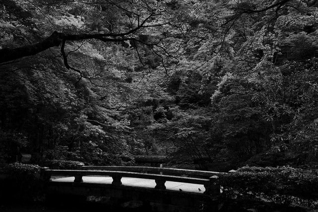 Amelia Stein RHA, LEAVES III, Hönen-in (two birds)