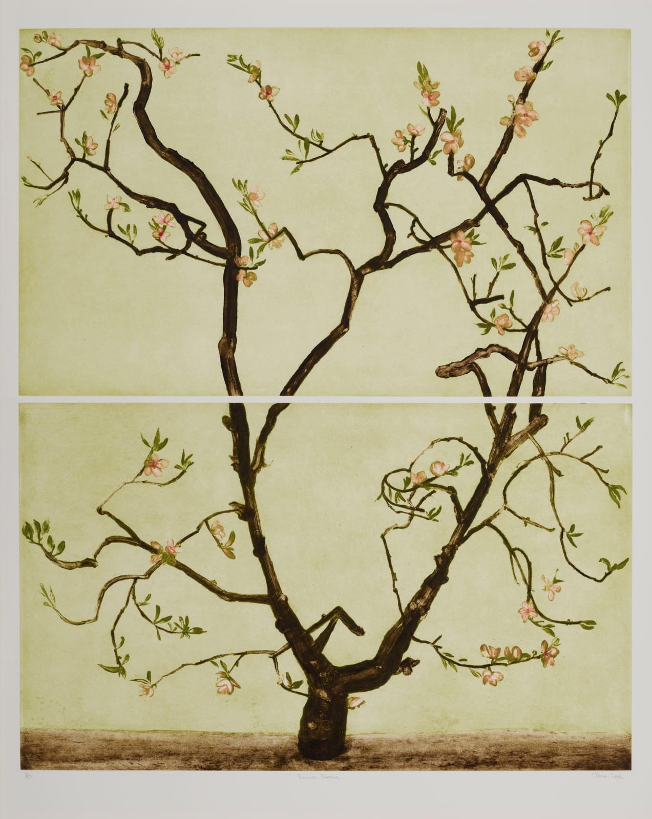 Cliona Doyle, Prunus Persica