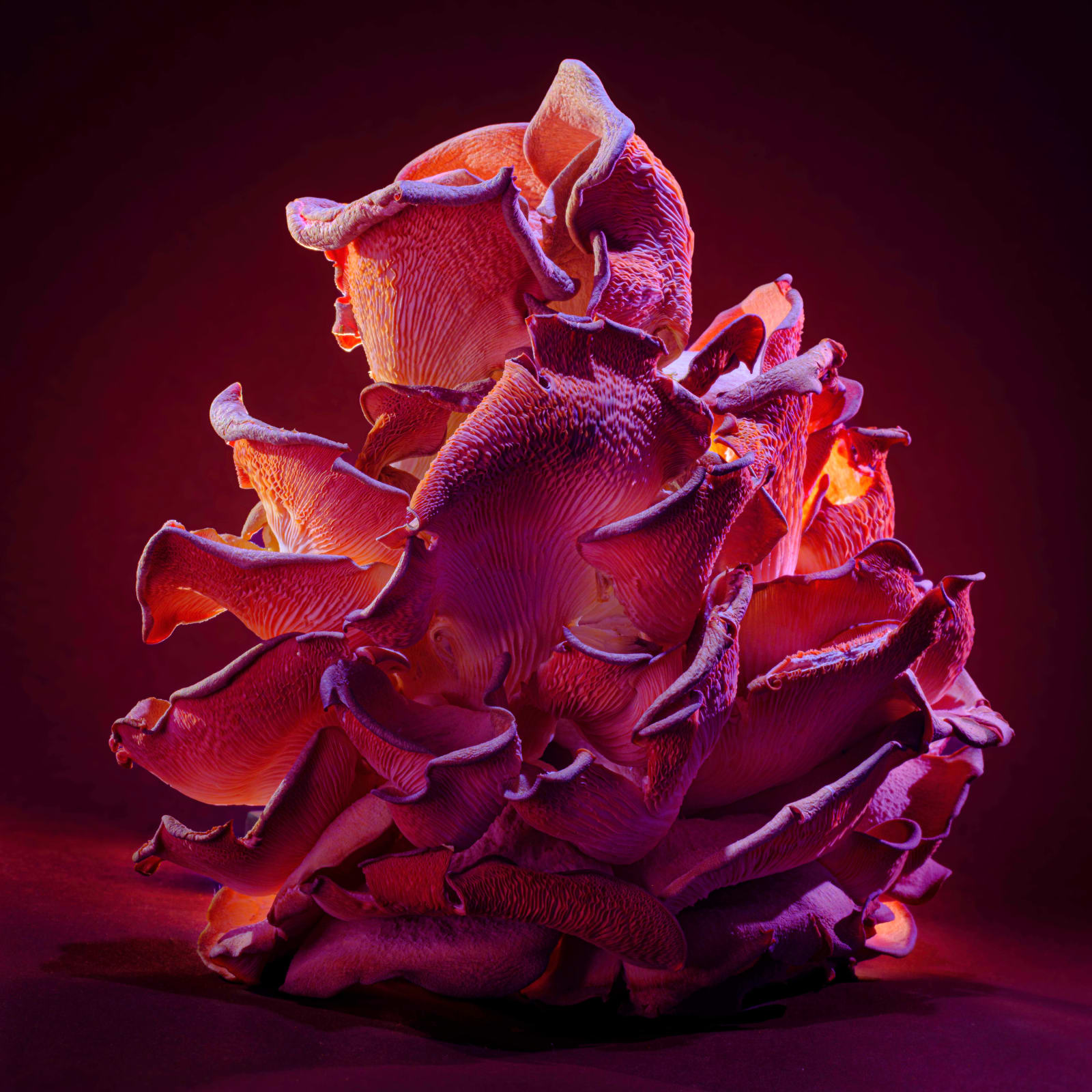 Conor Horgan, Disco Vegetables - Pink Oyster Mushrooms 1
