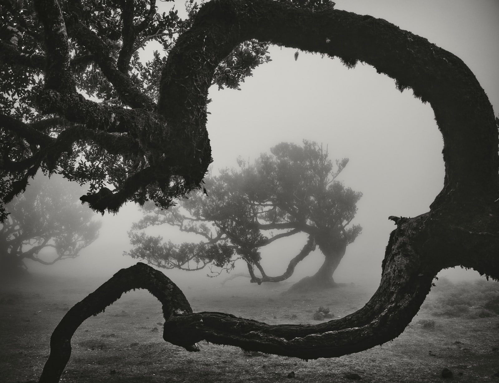 Krastyu Vasilev, Enchanted Grove / 2