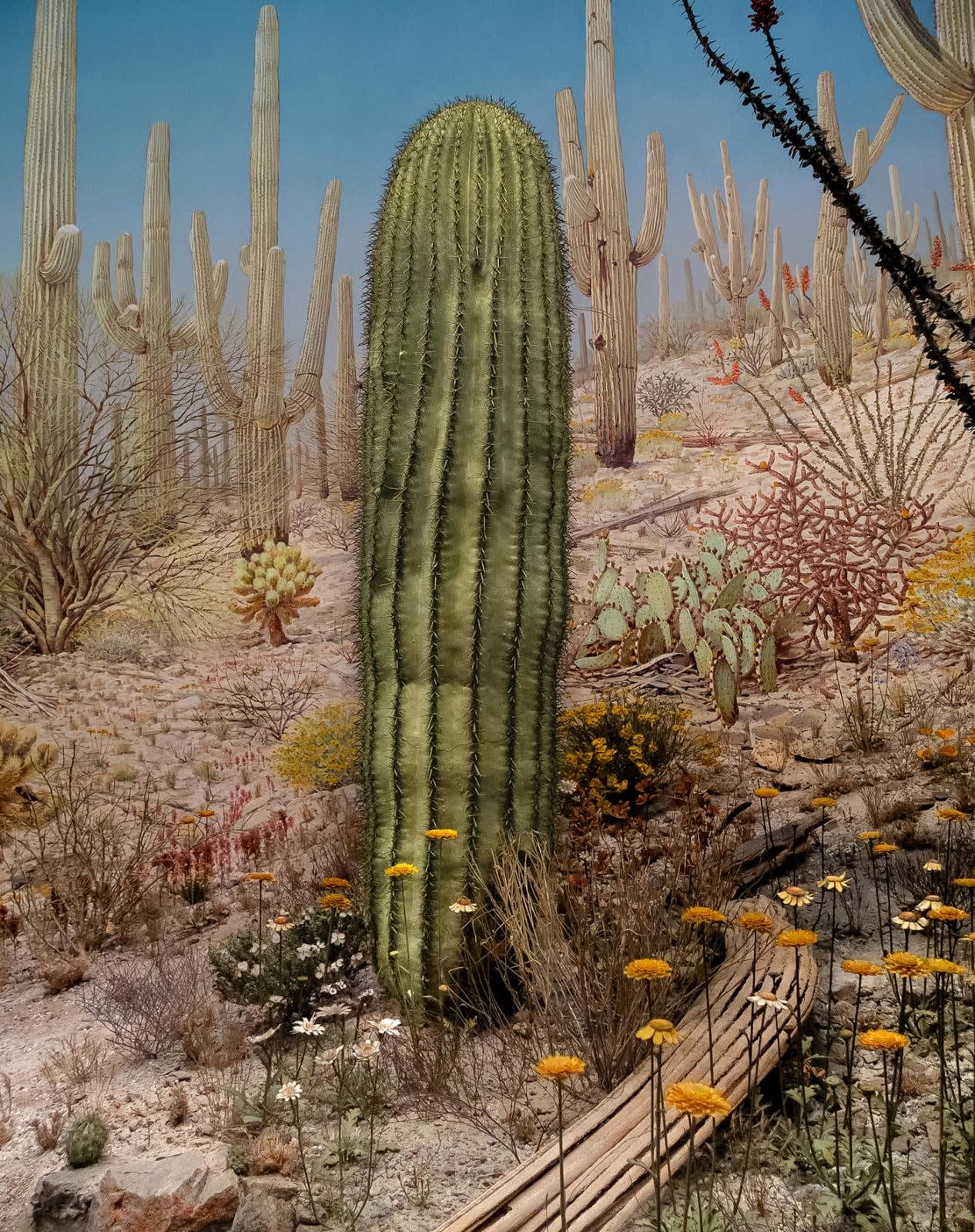 Karl Grimes, Cactus Forest Morning