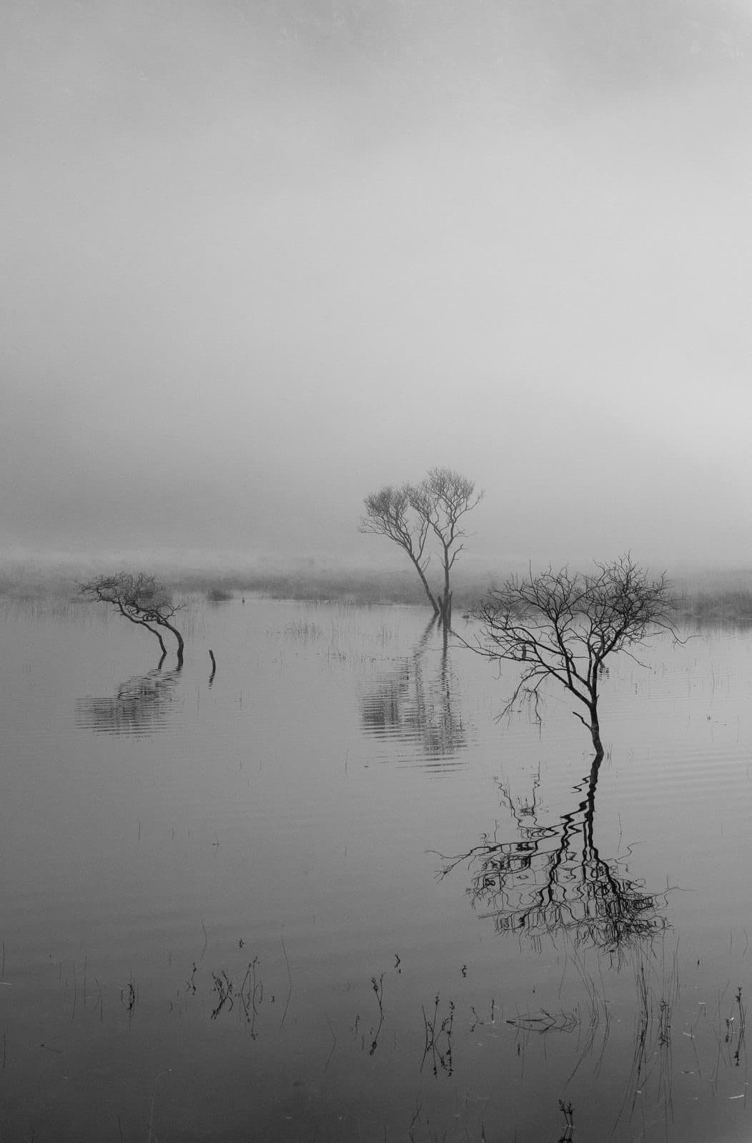 Adrian O'Carroll, Ripples