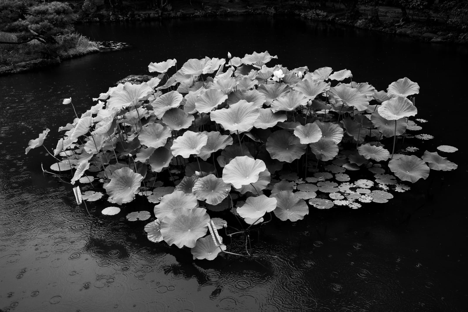 Amelia Stein RHA, LEAVES I / Isuien Garden, Nara