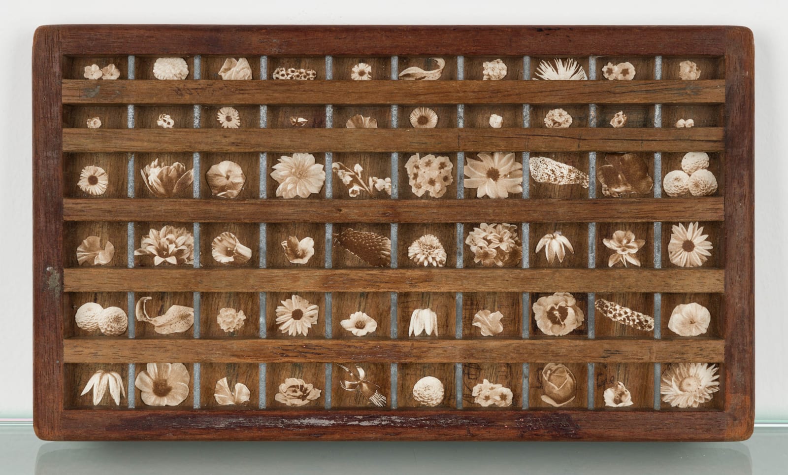 Laura McMorrow, Flora Collection, 2024