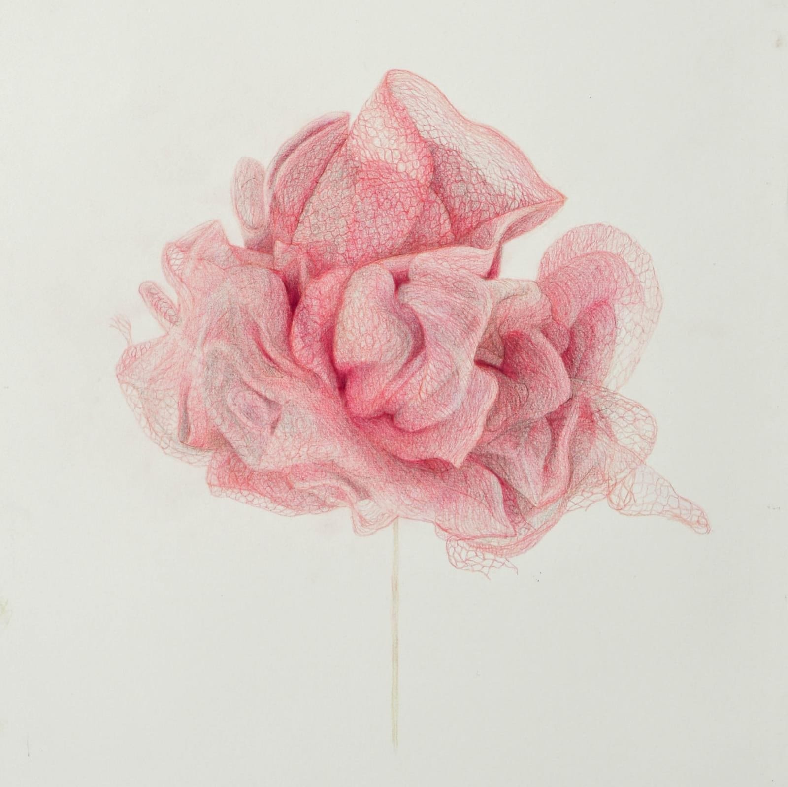 Cara Rose, Shower Puff Flower