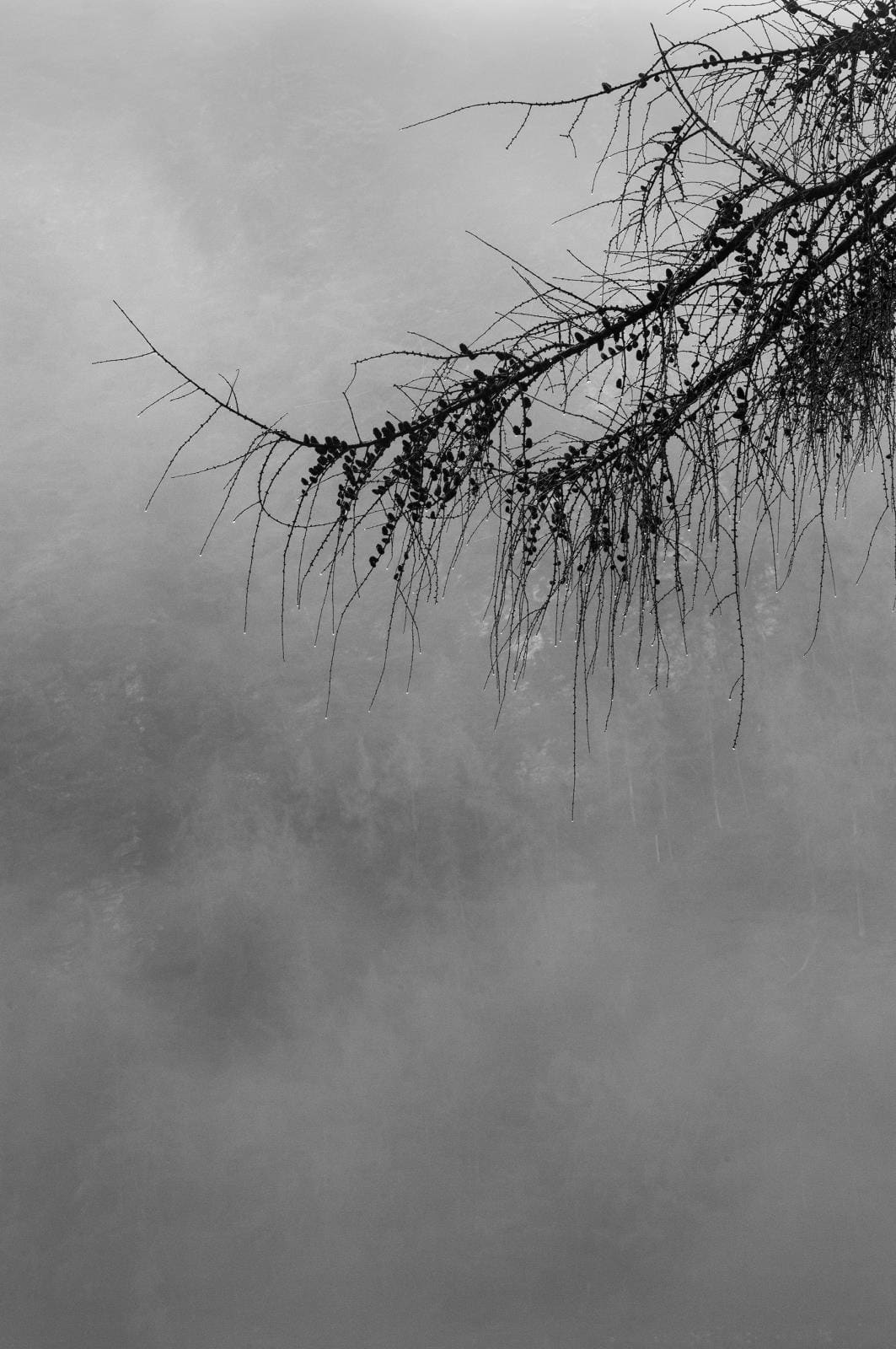 Adrian O'Carroll, Droplets