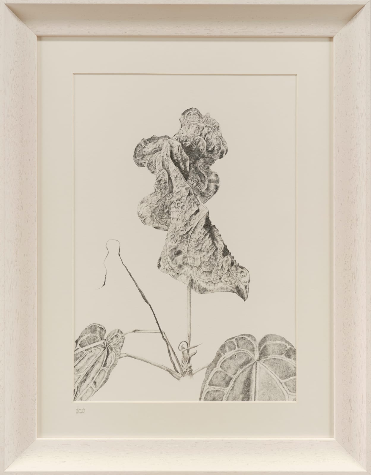 Joanne Harold, Changing Beauty - Anthurium Crystallinum
