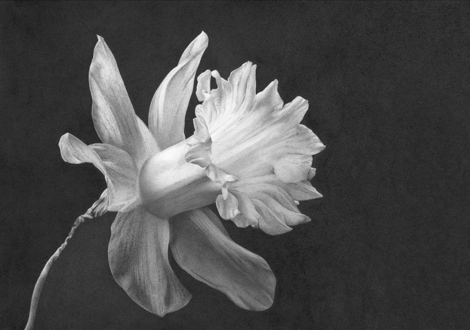Robyn Brant, The Daffodil