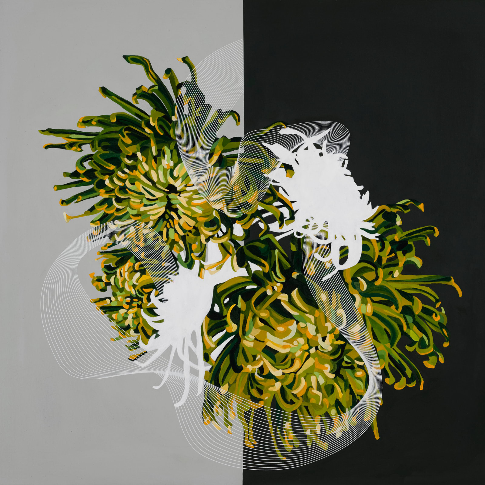 Aoife Tolerton, Asteraceae Green Mist
