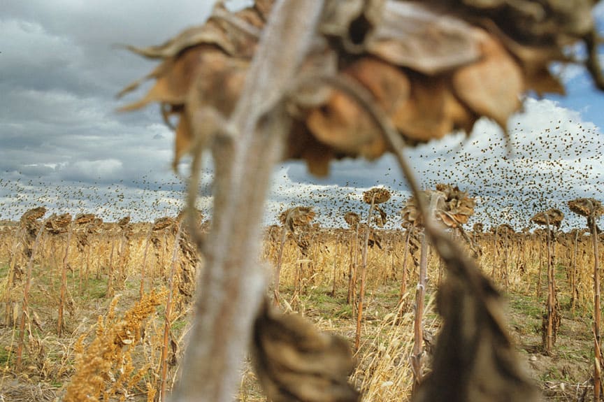 Rebecca Norris-Webb, Blackbirds, 2012