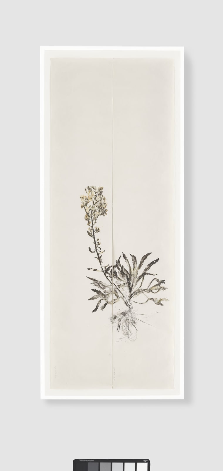 Simryn GILL, Weeds Suite 1, 2020/2021