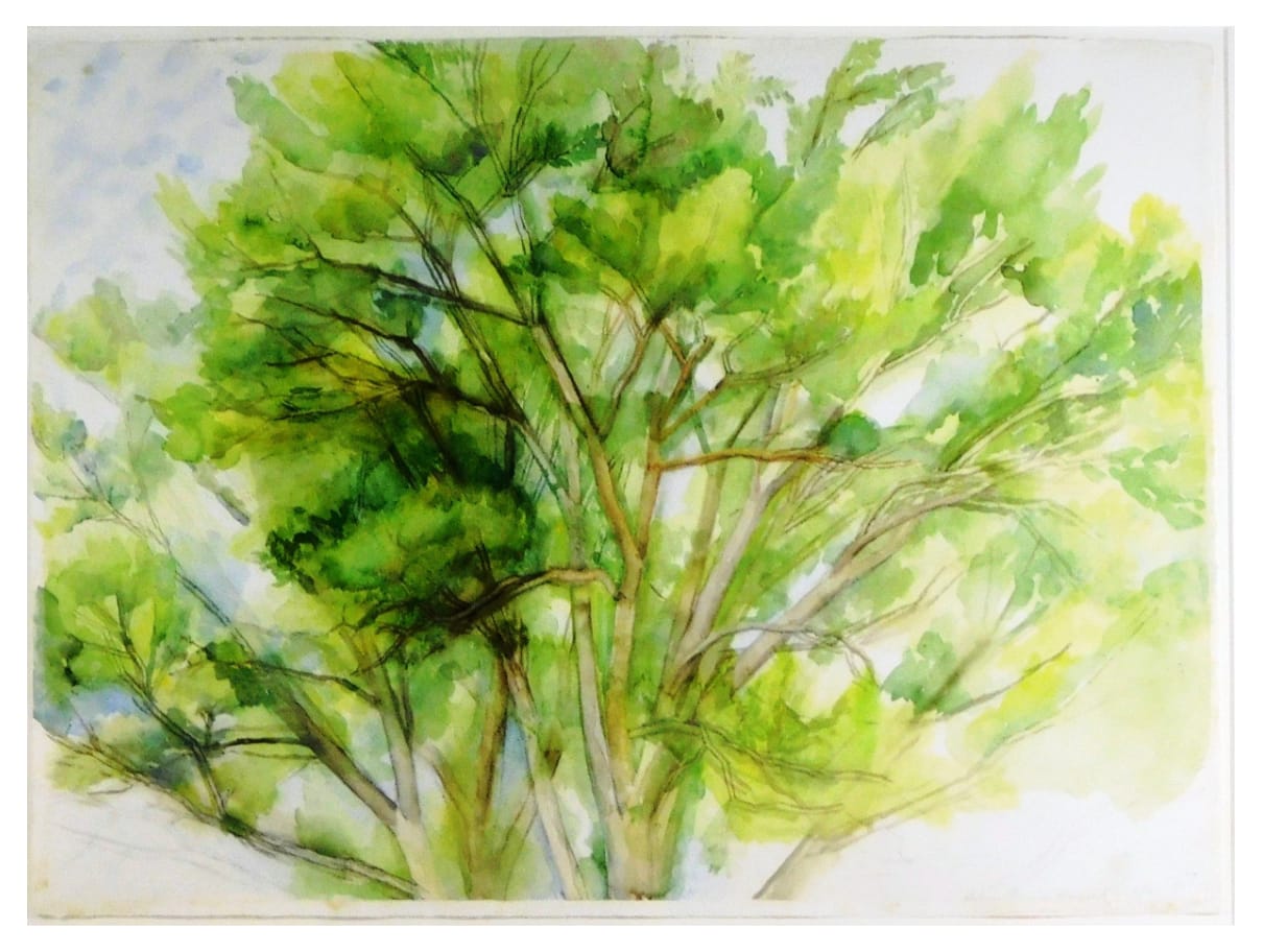 Sylvia PLIMACK MANGOLD, The Pin Oak, 2001