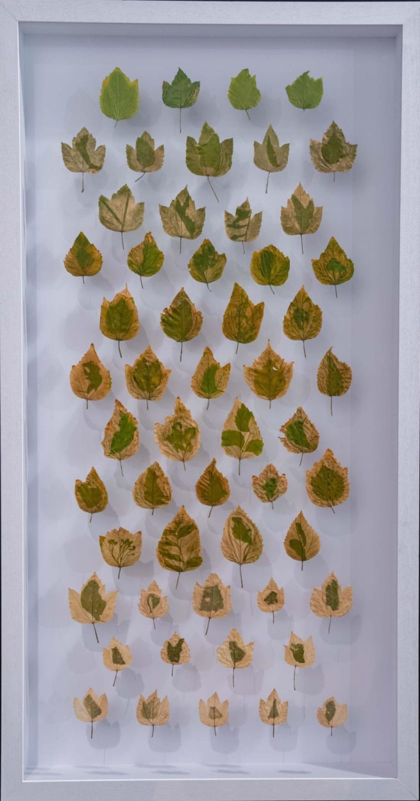Maitha Al Omaira, Devices to measure time: leaves , 2024