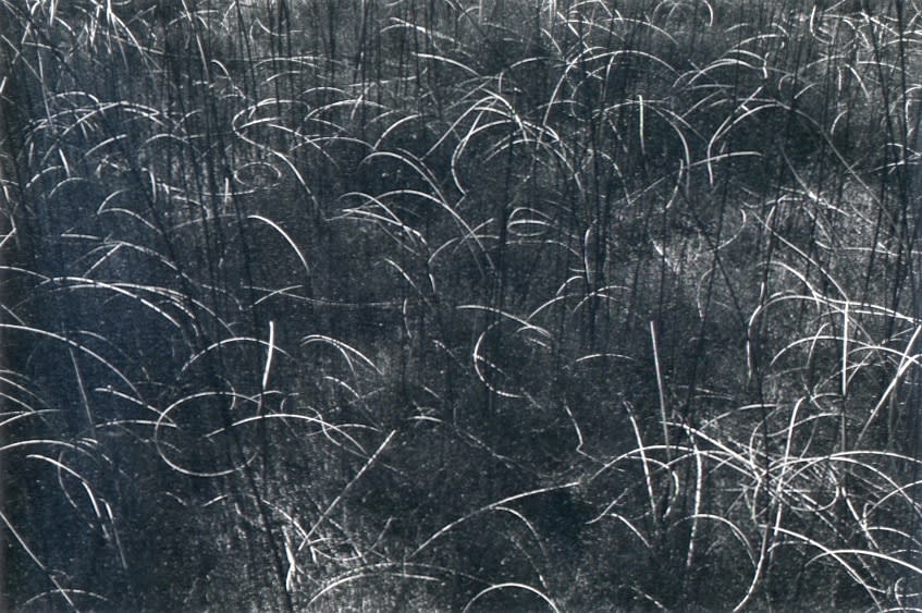 Harry Callahan, Grasses, Wisconsin (S-39.3), 1958