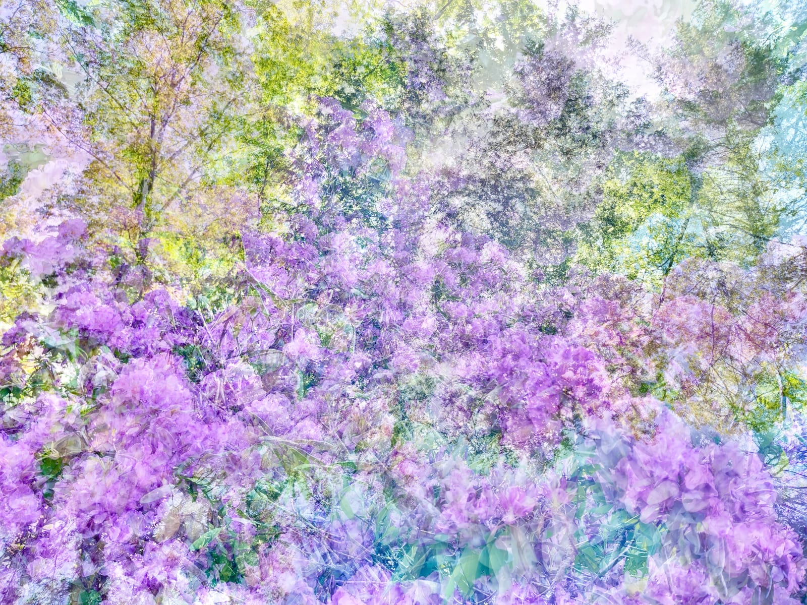 Stephen Wilkes, Spring #1 Rhododendron