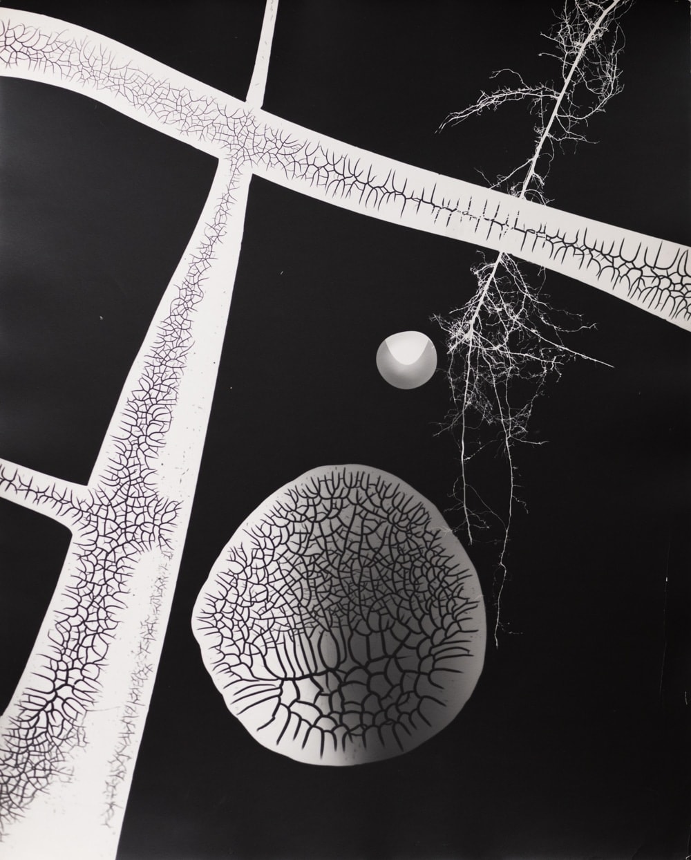 György Kepes, Photogram-reticulated abstraction, 1979