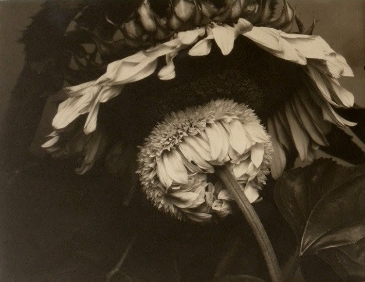 Edward Steichen, Sunflower, c. 1920
