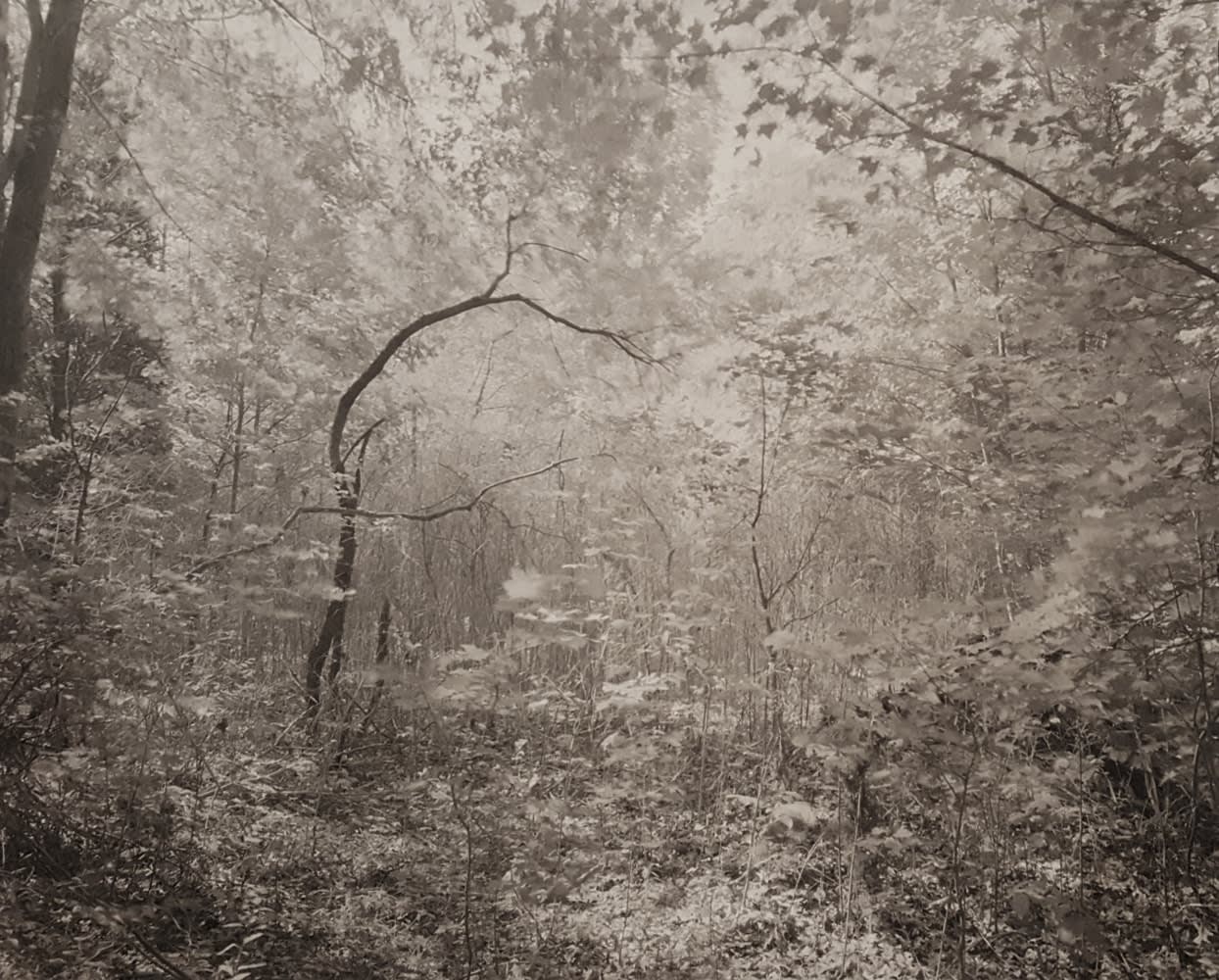 John Yang, Mianus River Gorge, Bedford, New York Untitled (55-2), 1979