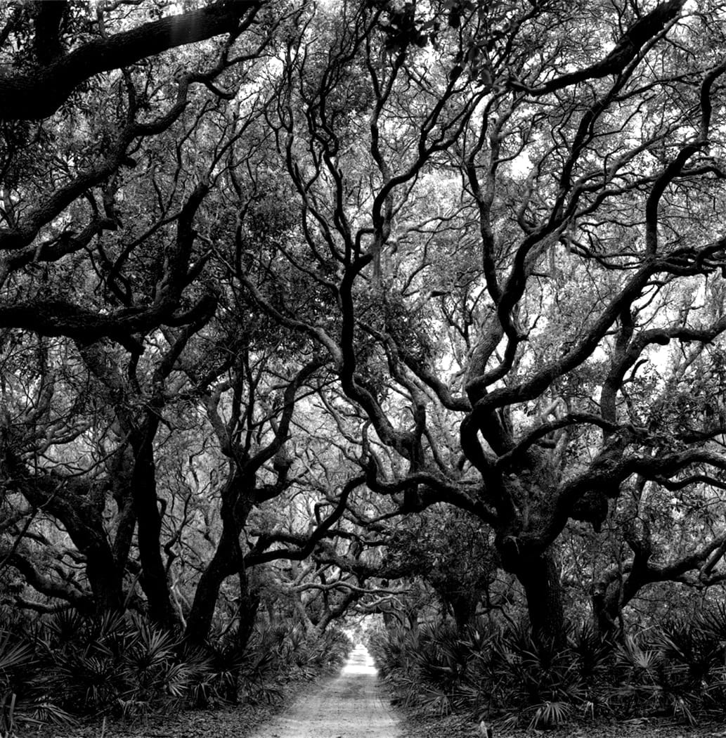 Rodney Smith, Trees, Cumberland Island, Georgia