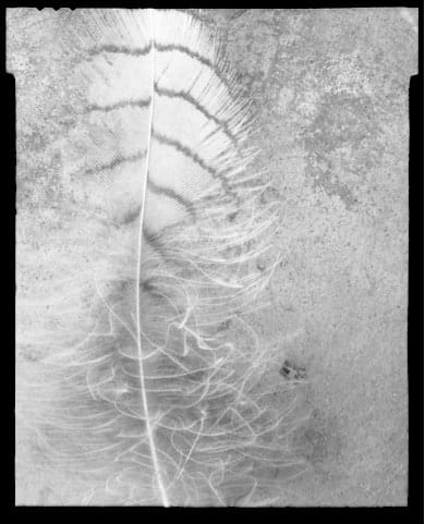 Olivia Parker, Feather (1) from the series Signs of Life, 1976