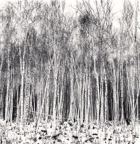 Michael Kenna, Silver Birch Forest, Wuchang, Heilongjiang, China, 2011