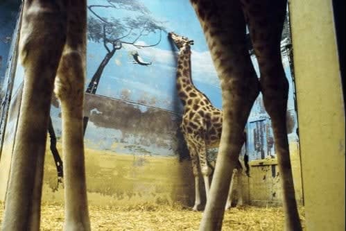 Rebecca Norris Webb, Giraffe, Paris, France, 2002
