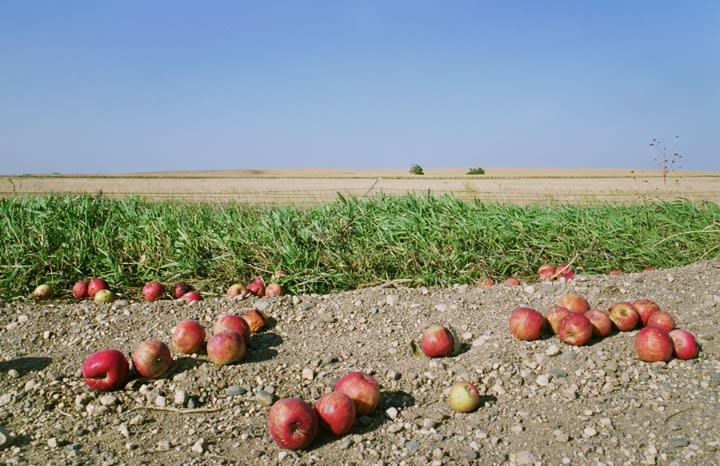Rebecca Norris Webb, Fallen Apples, Near Spirit Lake, South Dakota (from the series My Dakota), 2007