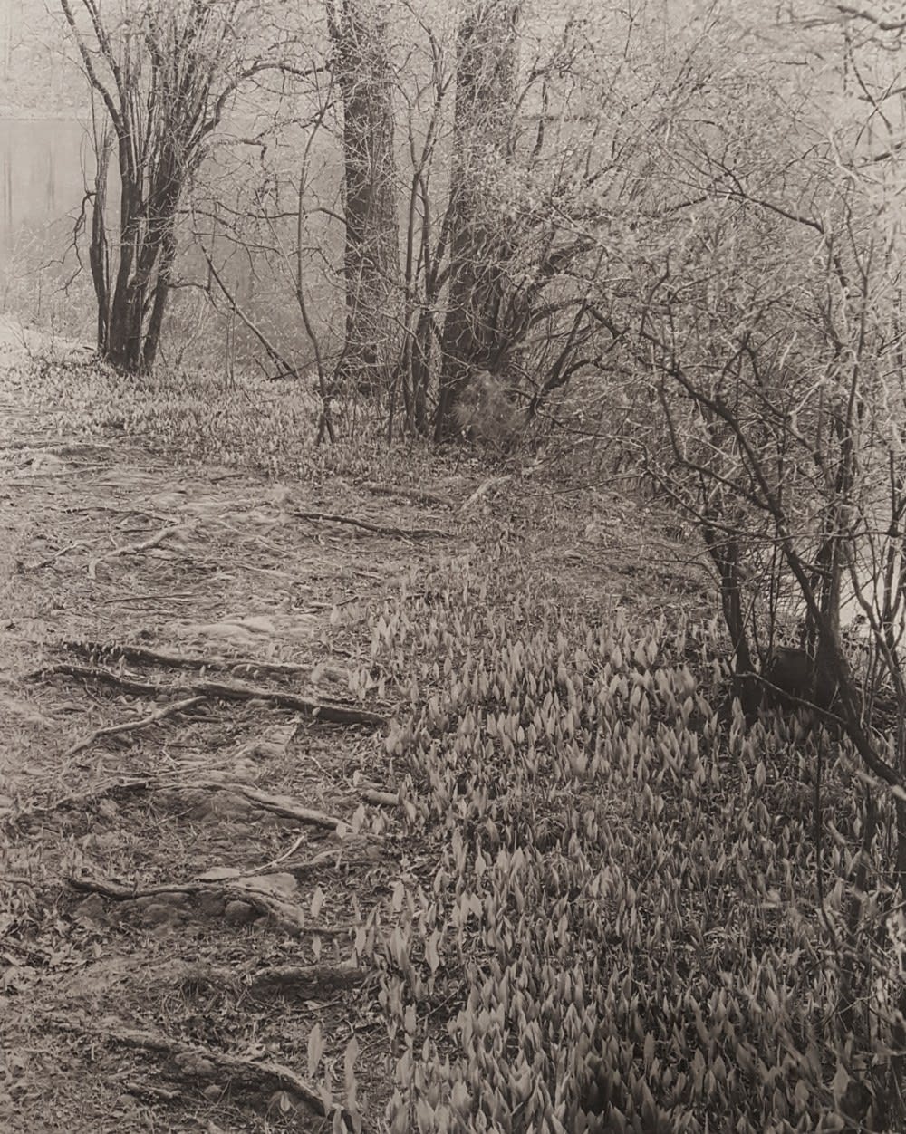 John Yang, Innisfree, Millbrook, New York (480-12), 1984