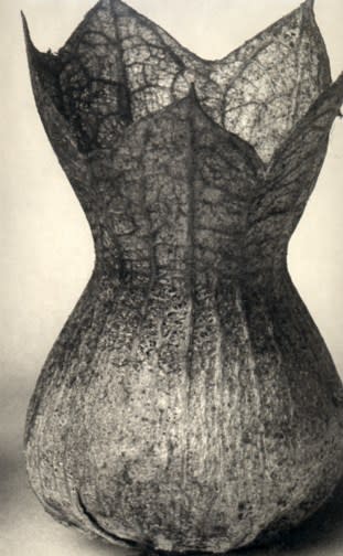 Karl Blossfeldt, Hyoscamus higer, 1928/1997