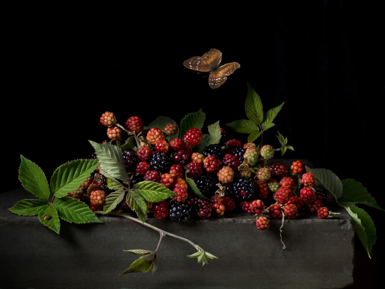Paulette Tavormina, Blackberries and Butterfly, After A.C., 2015