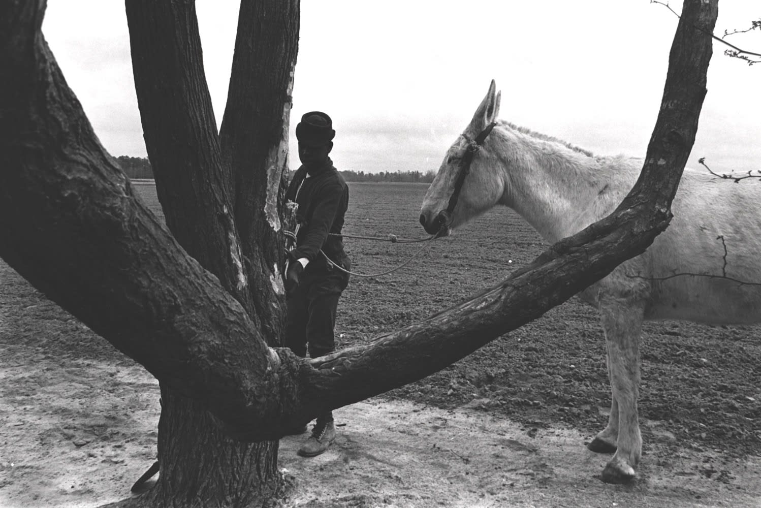 Constantine Manos, Untitled, Sharecroppers, South Carolina (lone man, tree and white mule), 1965