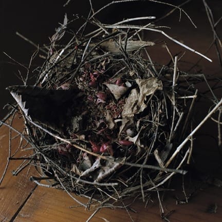 Wendy Burton, Academy Hill Road, Dutchess County, New York (from the series Nests), 2010