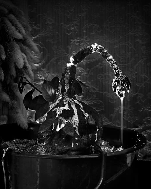 Gregory Vershbow, The Alchemist's Tree Bleeding Incandescent Fluid (from the series, The Alchemist's Tree), 2010